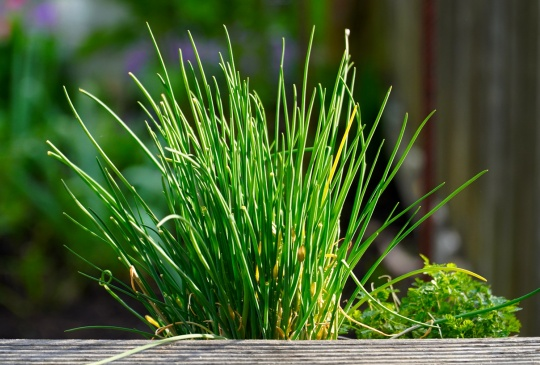 韭菜的成長型態 - 犯了任何一點都可能被割韭菜